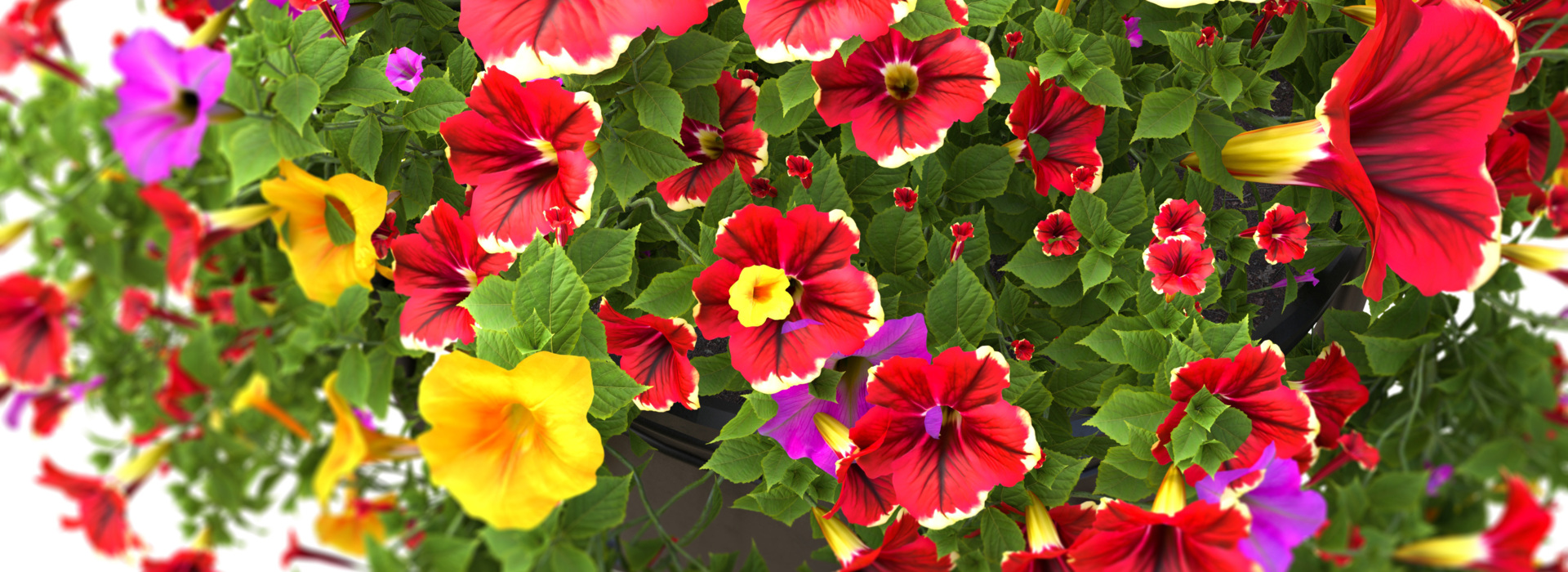 Product banner image